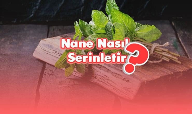 nane-nasil-serinletir